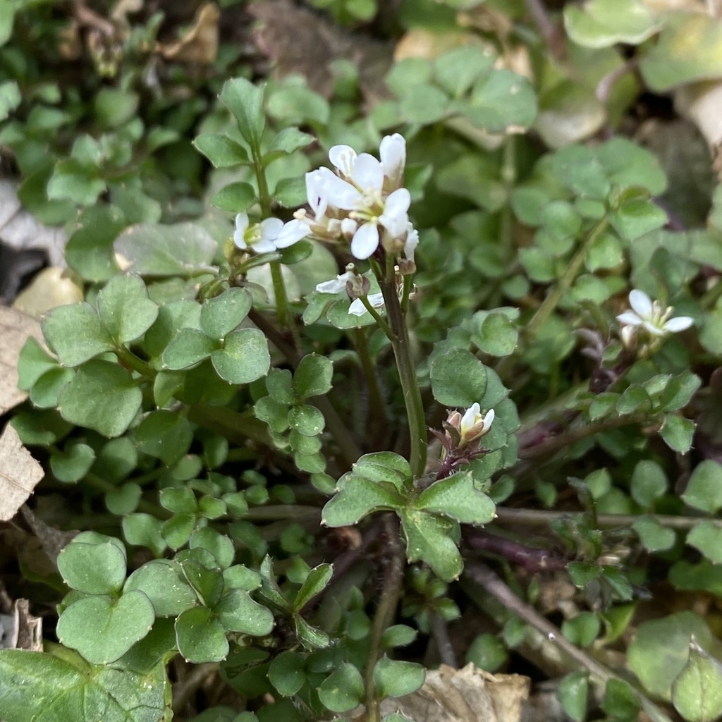 Cardamine hirsuta