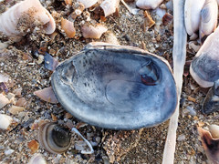 Ruditapes decussatus