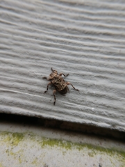 Leptostylus transversus