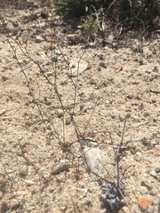 Nemacladus secundiflorus robbinsii