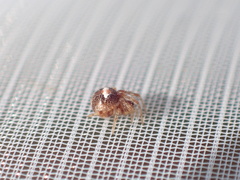 Simitidion simile