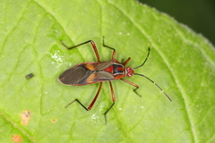Hypselonotus interruptus
