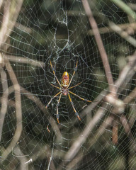 Trichonephila clavipes image