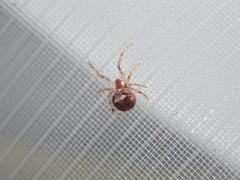 Simitidion simile