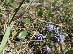 Ceanothus gloriosus porrectus