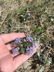 Ceanothus gloriosus porrectus