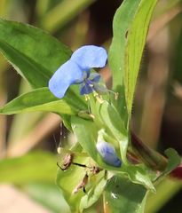 Commelina eckloniana