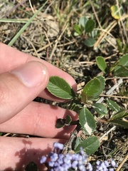 Ceanothus gloriosus porrectus