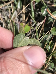 Ceanothus gloriosus porrectus