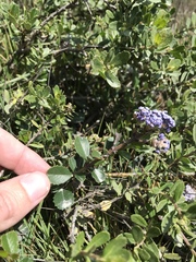 Ceanothus gloriosus porrectus
