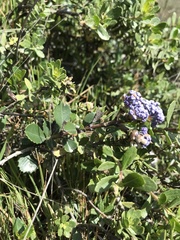 Ceanothus gloriosus porrectus