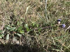 Ceanothus gloriosus porrectus