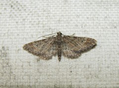 Gymnoscelis rufifasciata