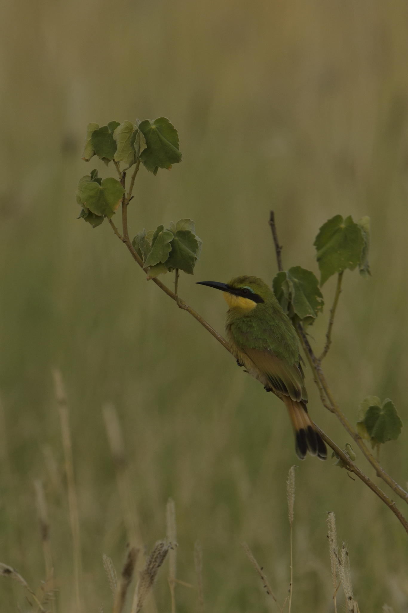 Merops pusillus meridionalis (Sharpe, 1892)
