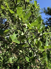 Malus ioensis texana