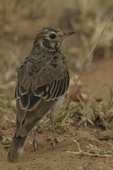 Pinarocorys nigricans