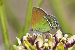 Callophrys mcfarlandi