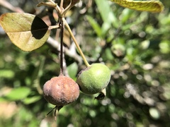 Malus ioensis texana