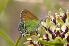 Callophrys mcfarlandi