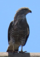 Circaetus fasciolatus
