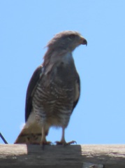 Circaetus fasciolatus