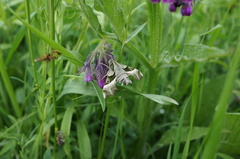 Proserpinus proserpina