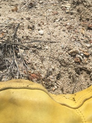 Nemacladus secundiflorus robbinsii