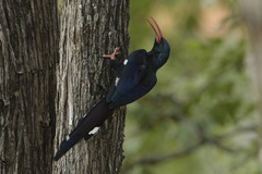 Phoeniculus purpureus marwitzi