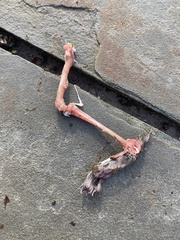 Sciurus carolinensis