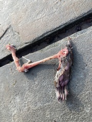 Sciurus carolinensis