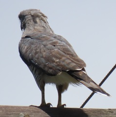 Circaetus fasciolatus