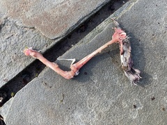 Sciurus carolinensis