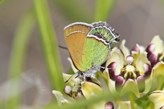 Callophrys mcfarlandi