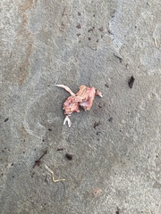 Sciurus carolinensis