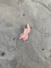 Sciurus carolinensis