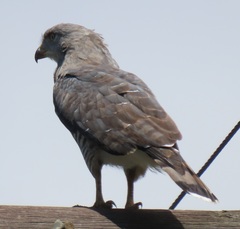 Circaetus fasciolatus
