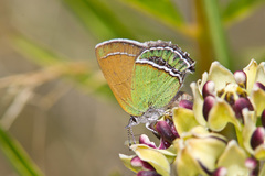 Callophrys mcfarlandi