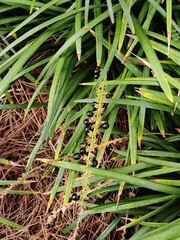 Liriope muscari