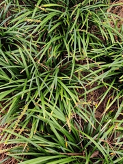 Liriope muscari