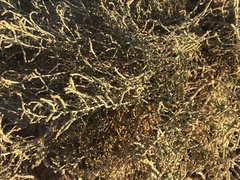 Anabasis articulata