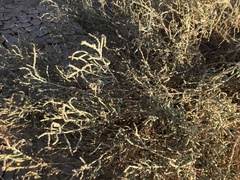 Anabasis articulata