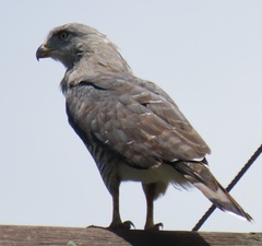 Circaetus fasciolatus