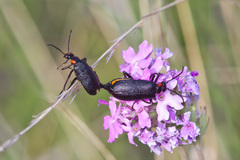 Lytta cribrata