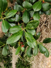 Ilex cassine