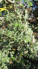 Ebenopsis caesalpinioides