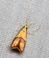 Crocanthes prasinopis