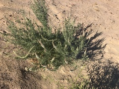 Reseda stenostachya