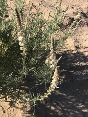 Reseda stenostachya