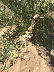 Reseda stenostachya