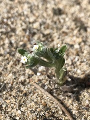 Cryptantha leiocarpa